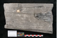 Foto (Objekt + Etikett) von Sigillaria sp.  (NHMW-GEO-2024-0188-11177)